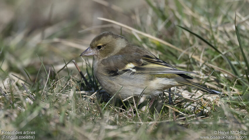 Eurasian Chaffinch female adult