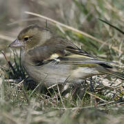 Eurasian Chaffinch