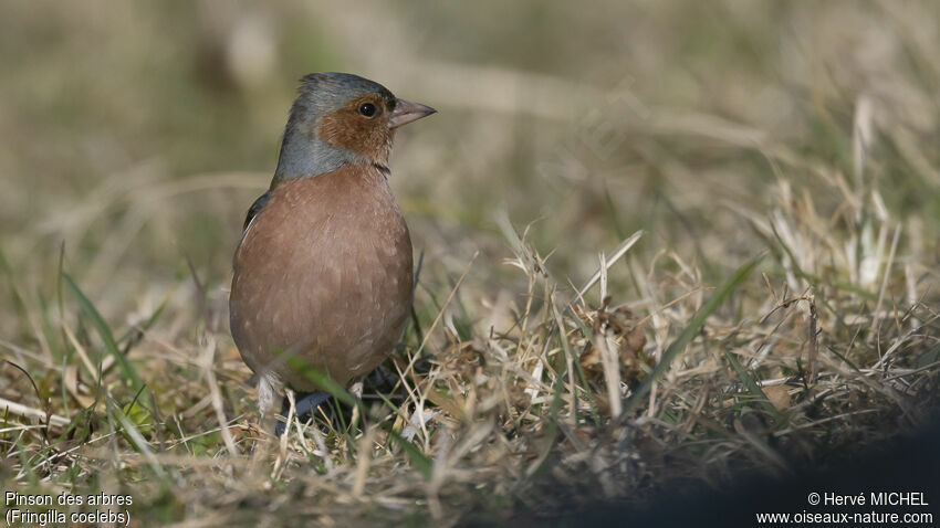 Eurasian Chaffinch male adult