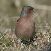 Common Chaffinch