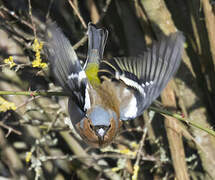 Eurasian Chaffinch