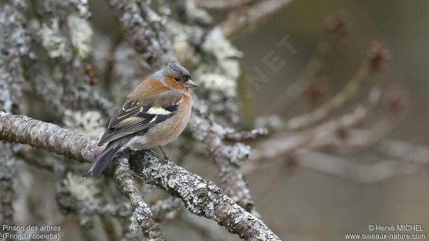 Eurasian Chaffinch