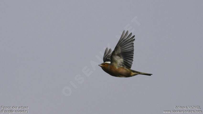 Eurasian Chaffinch