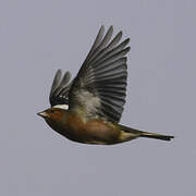 Eurasian Chaffinch