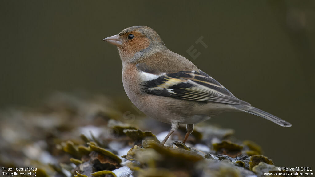 Common Chaffinch