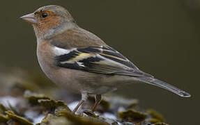 Eurasian Chaffinch