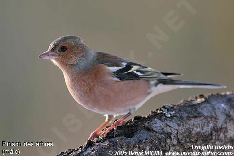 Common Chaffinch