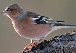 Common Chaffinch