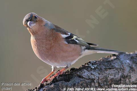 Common Chaffinch