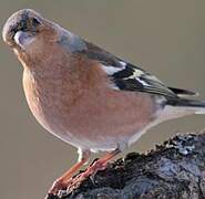 Common Chaffinch