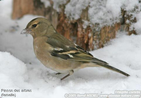 Eurasian Chaffinch