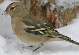 Common Chaffinch