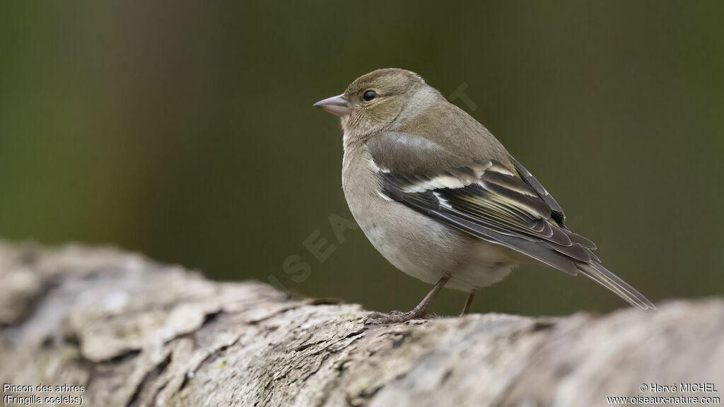 Eurasian Chaffinch female