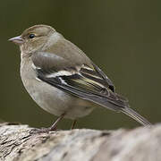 Eurasian Chaffinch