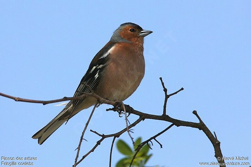 Common Chaffinch male adult breeding