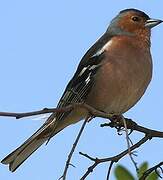 Eurasian Chaffinch