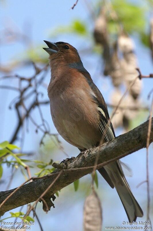 Common Chaffinch male adult breeding