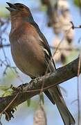 Eurasian Chaffinch