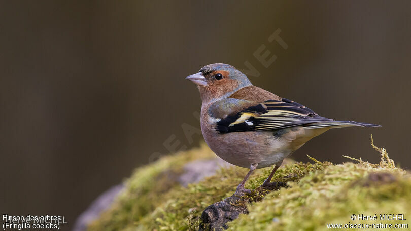 Common Chaffinch male adult