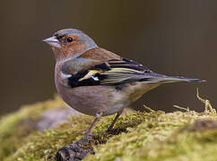 Eurasian Chaffinch