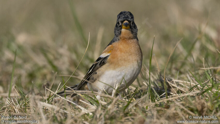 Brambling