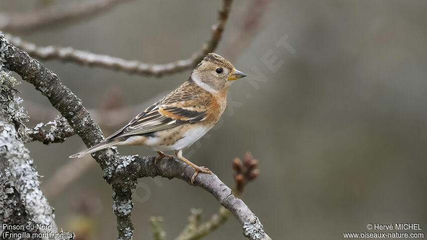 Brambling female