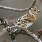 Brambling