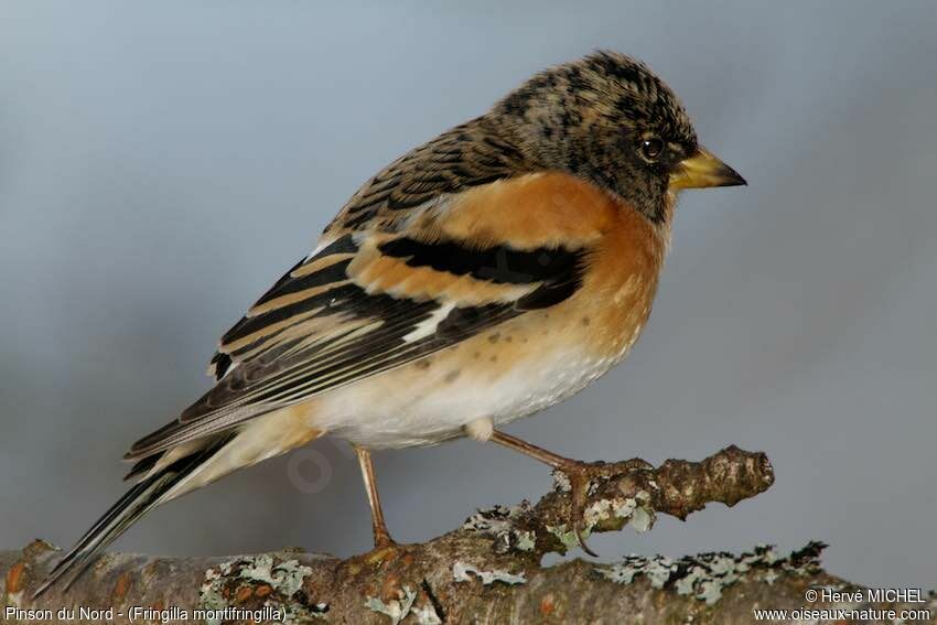 Brambling