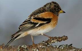 Brambling