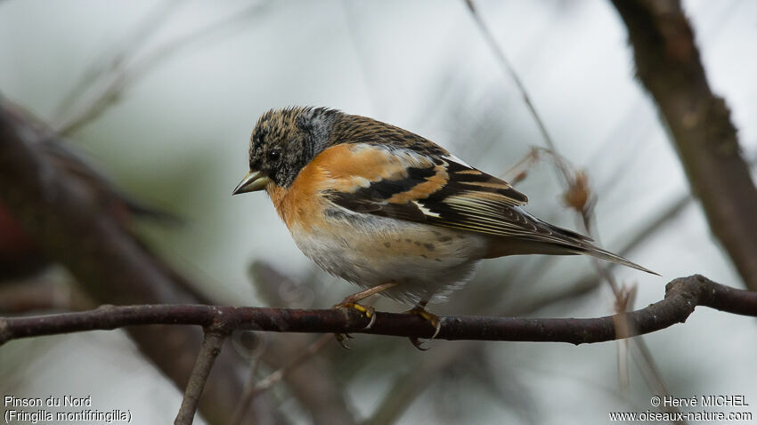 Brambling male adult post breeding