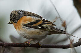 Brambling