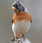 Brambling