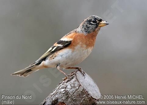 Brambling