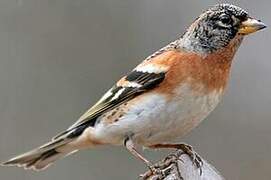 Brambling