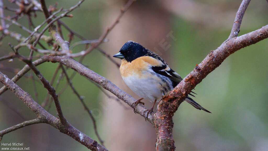 Brambling male adult breeding, identification