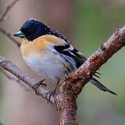 Brambling