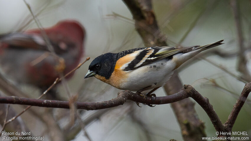 Brambling male adult breeding