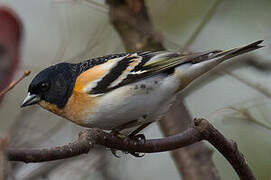 Brambling