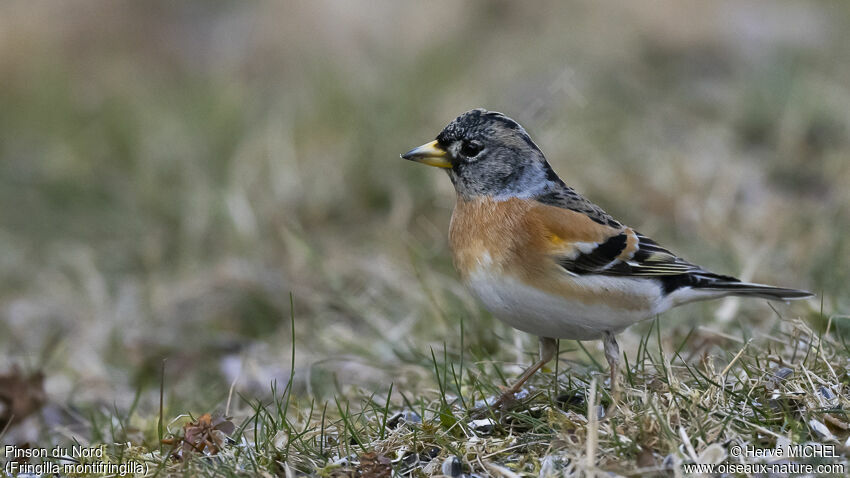 Brambling