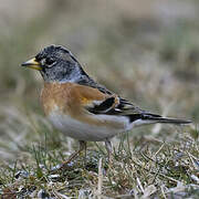 Brambling