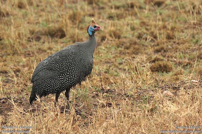 Helmeted Guineafowladult