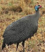 Helmeted Guineafowl