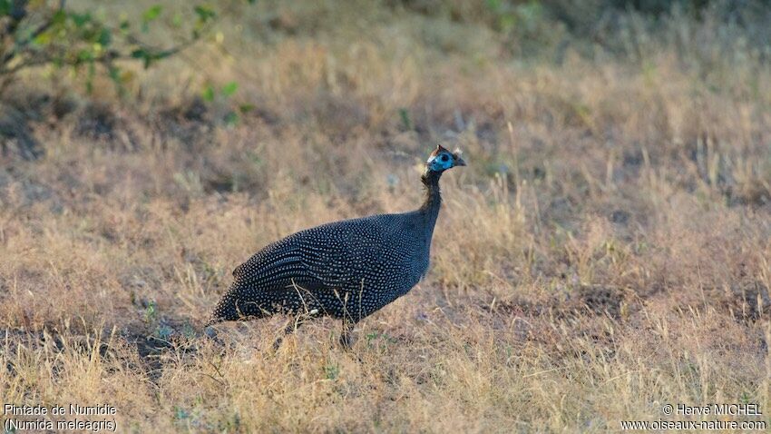 Helmeted Guineafowl