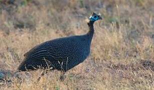 Helmeted Guineafowl