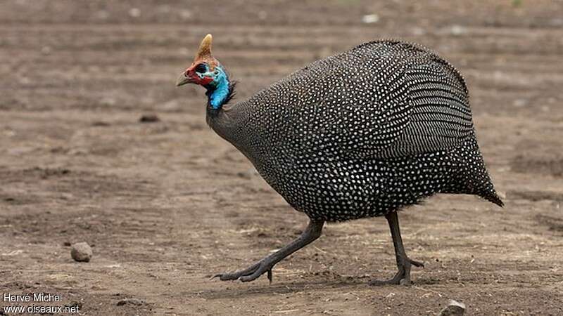 Helmeted Guineafowladult, identification