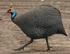 Helmeted Guineafowl