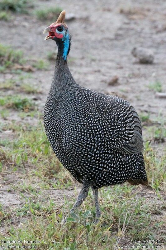 Helmeted Guineafowladult