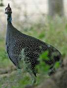 Helmeted Guineafowl