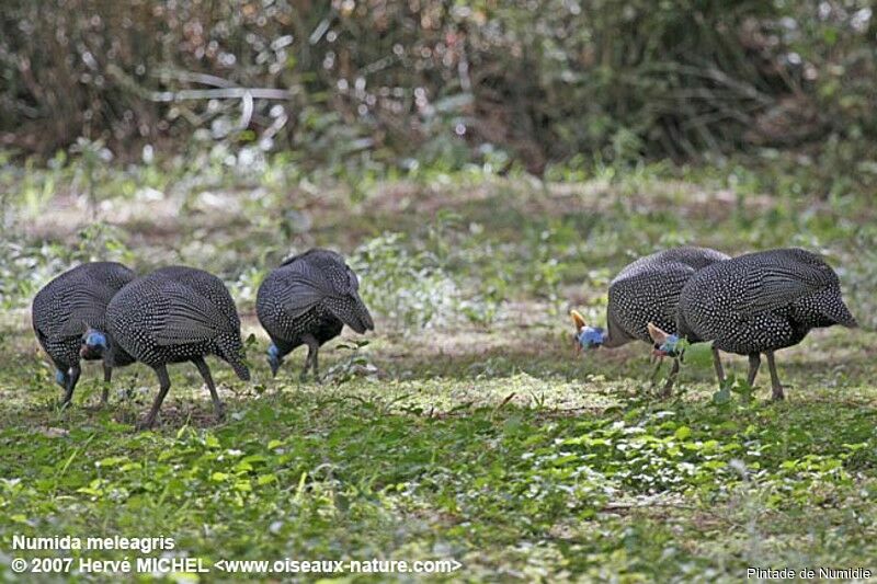 Helmeted Guineafowladult