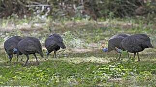 Helmeted Guineafowl